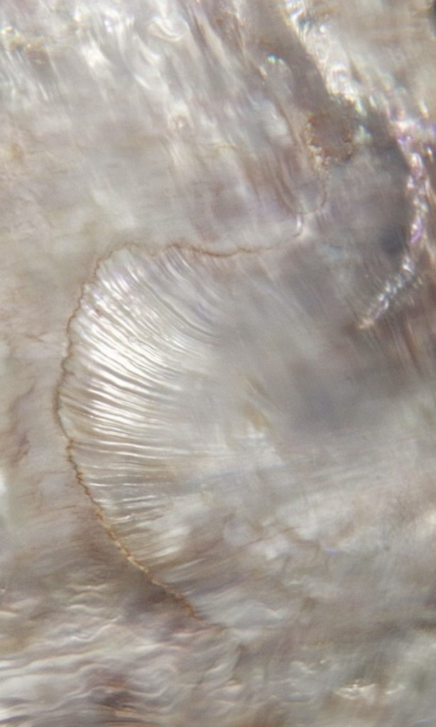 natural freshwater pearl close up